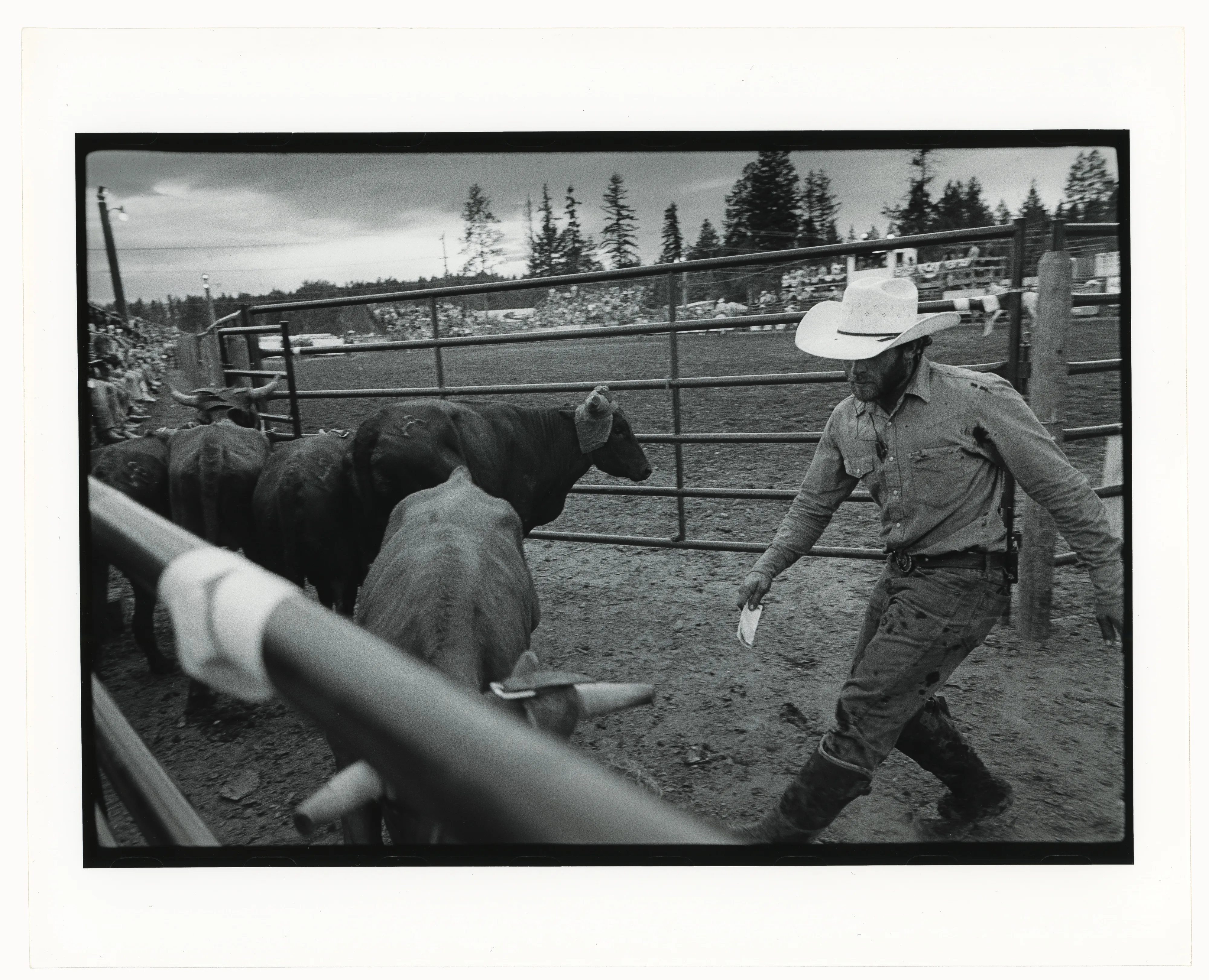 A rancher moving cattle through a pen, darkroom print
